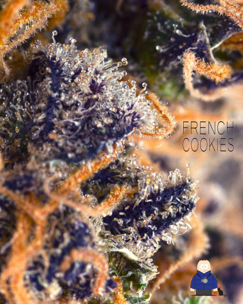 3. French Cookies - Certified Anxiety